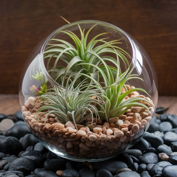 Air Plant Terrarium Glass Globe with Stand – Modern Indoor Decorative Planter - Image 3