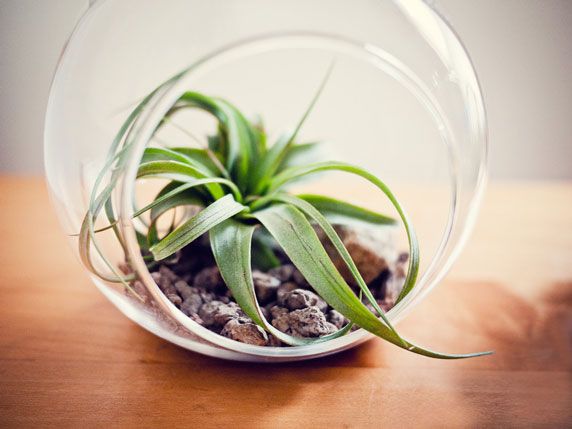 Air Plant Terrarium Glass Globe with Stand – Modern Indoor Decorative Planter - Image 2