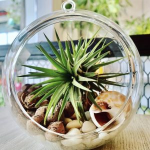 Air Plant Terrarium Glass Globe with Stand – Modern Indoor Decorative Planter