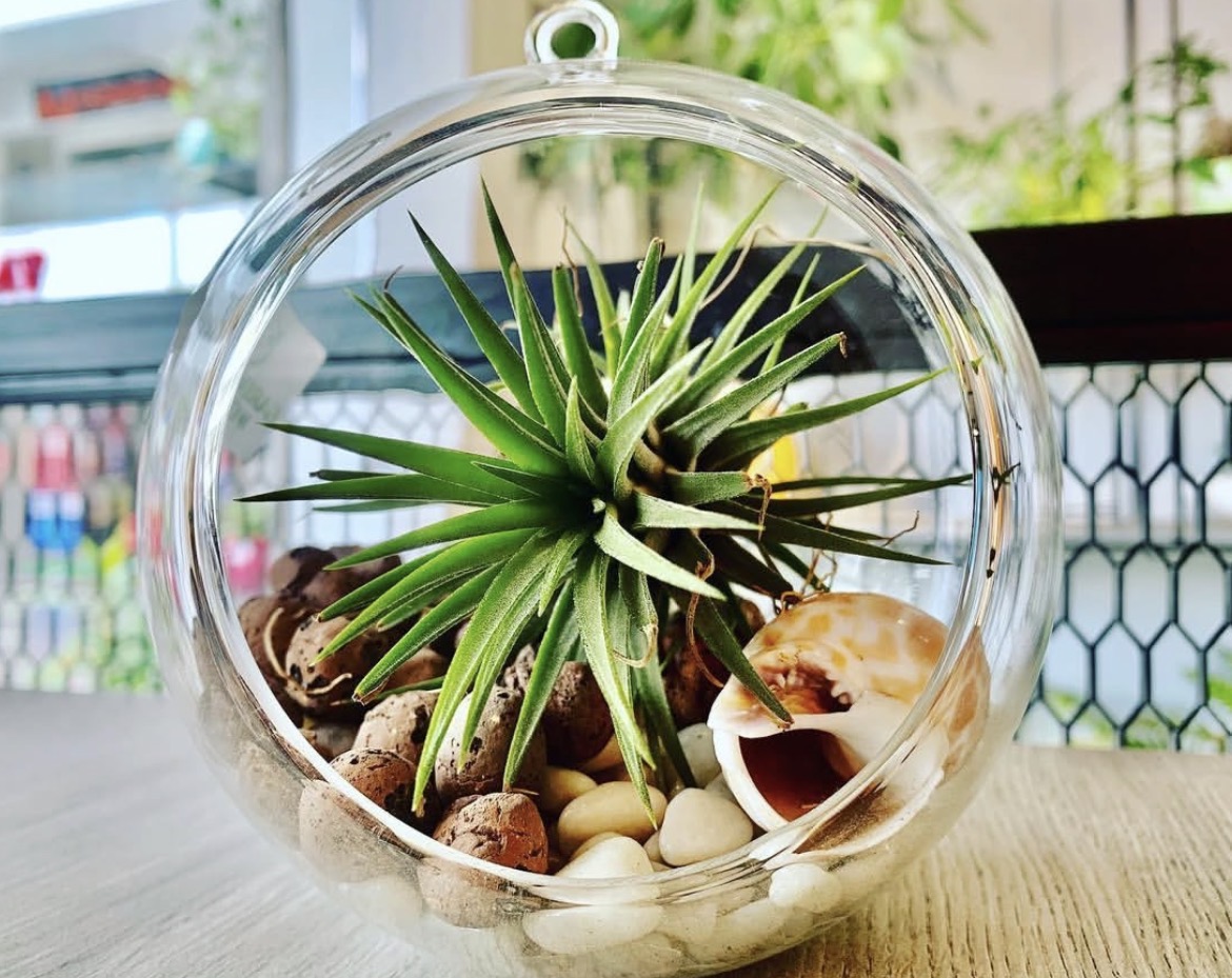 Air Plant Terrarium Glass Globe with Stand – Modern Indoor Decorative Planter
