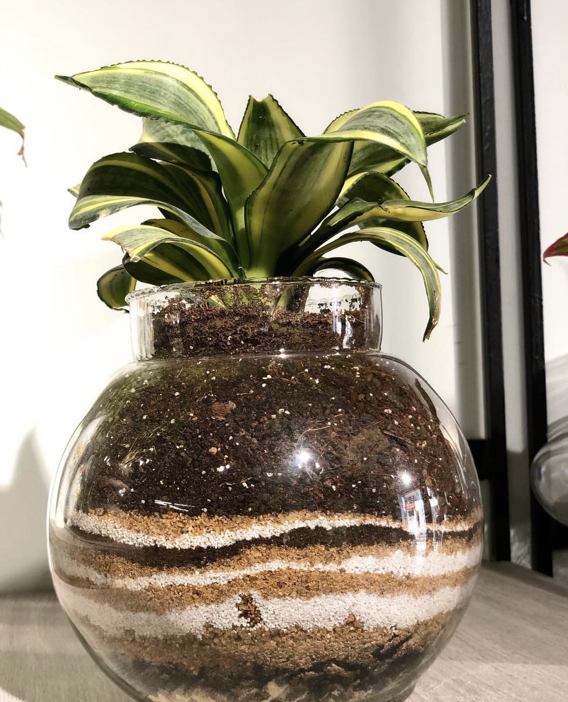 Succulent Glass Bowl Terrarium – Modern Indoor Tabletop Plant Decor - Image 2