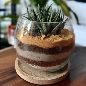 Succulent Glass Bowl Terrarium – Modern Indoor Tabletop Plant Decor