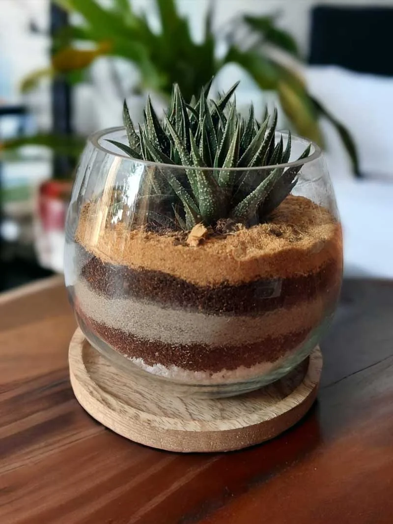 Succulent Glass Bowl Terrarium – Modern Indoor Tabletop Plant Decor